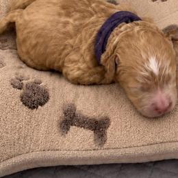 Maple - Red  female Goldendoodle puppy in Cumberland, Rhode Island from minigoldendoodlesofRI