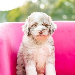 Aussiedoodle, Bordoodle, Goldendoodle, and Sheepadoodle Puppies from Crooked Creek Doodles and Poodles