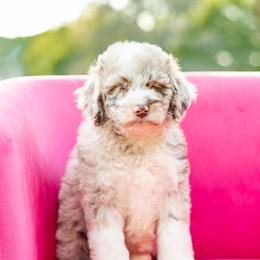 Aussiedoodle, Bordoodle, Goldendoodle, and Sheepadoodle Puppies from Crooked Creek Doodles and Poodles