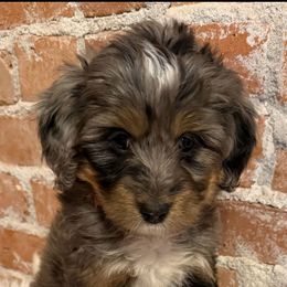 Addy - Merle female Bernedoodle puppy in Ogden, Utah from Stanger Farms