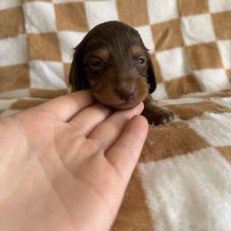 Latte - Chocolate female Dachshund puppy in Stamford, Texas from West Texas Miniature Dachshunds