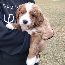 Cavapoos and Portuguese Water Dogs from Gulf Coast Puppies