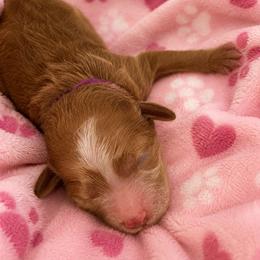 Coco - Red  female Goldendoodle puppy in Cumberland, Rhode Island from minigoldendoodlesofRI