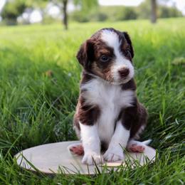 Versace - Red phantom female Aussiedoodle puppy in Decatur, Illinois from Signature Doodles
