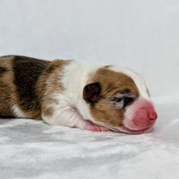 Pigpen - Red merle and white male American Corgi puppy in Clarksville, Tennessee from Cold Creek Family Farm LLC