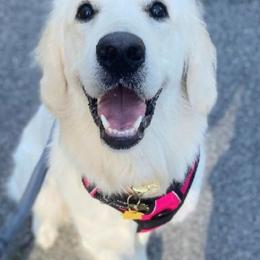 Golden Retriever All Grown Up from Vicki Wall's Golden Retrievers