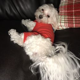 Saint - Maltese