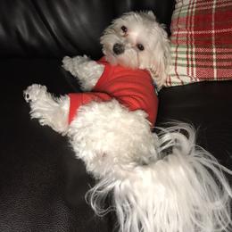 Saint - Maltese