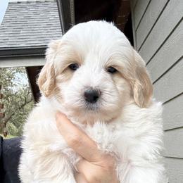 Rainier - Fawn and white male Sheepadoodle puppy in Roseburg, Oregon from Sharon’s Sheepadoodle’s