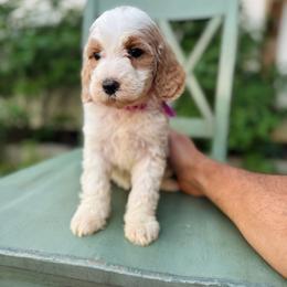 EmmyLou - Purple collar - Apricot female Goldendoodle puppy in Ruthorfordton, North Carolina from Duncan Doodles Goldendoodles