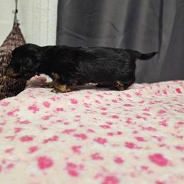 Bella - Black and tan female Dachshund puppy in Pasco, Washington from G & G Kennel