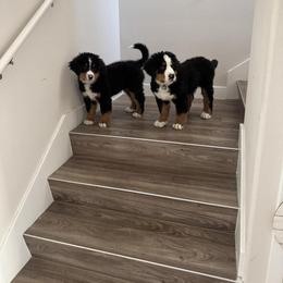 Bernese Mountain Dog Puppies from Purple Sage Puppies Bernese Mountain Dogs