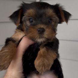 Dolly - Black and tan female Yorkshire Terrier puppy in London, Kentucky from Soto Yorkies