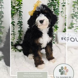 Yellow Collar Female - Black tri-color female Aussiedoodle puppy in Grand Rapids, Michigan from The Kindred K9