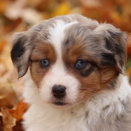 Blue Merle Tri Female - Blue merle female Miniature American Shepherd puppy in Tiskilwa, Illinois from First Harmony Farms