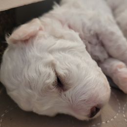 Bichon Frise and Cavalier King Charles Spaniel Puppies from Beloved Bichons & Cavaliers