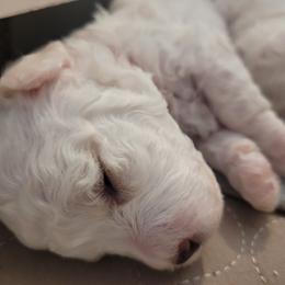 Bichon Frise and Cavalier King Charles Spaniel Puppies from Beloved Bichons & Cavaliers