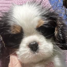 Cavalier King Charles Spaniels from Cascade Cavaliers