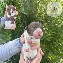 Brown parti male - Parti male Poodle puppy in Jacksonville, Florida from Creek Side Kennels