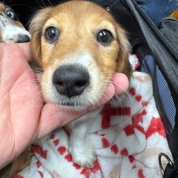 Sparkles - Dapple female Dachshund puppy in Copperas Cove, Texas from Creme de la Creme Dachshunds