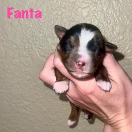 Fanta - Blue merle female Miniature Australian Shepherd puppy in Lincoln, California from Country Dreams Mini Aussies