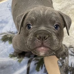 Olde English Bulldogge Puppies from Gods Of Olympus Bulldogges