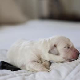 Mr. Black Collar - Light golden male Golden Retriever puppy in Troy, Alabama from Southland Goldens