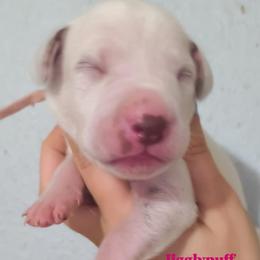 Jigglypuff (Pink Collar) - White and liver brown female Dalmatian puppy in Raymondville, Missouri from Wagner's Dalmatian's