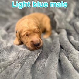 Light blue - Golden male Golden Retriever puppy in Salt Lake City, Utah from Soaring golden retrievers