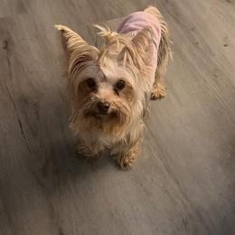 Coco - Gold female Yorkshire Terrier puppy in Orlando, Florida from Everyonelovesyorkies