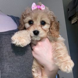 Cavalier King Charles Spaniel and Cavapoo Puppies from K’s Cavys