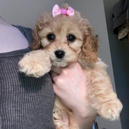 Cavalier King Charles Spaniel and Cavapoo Puppies from K’s Cavys