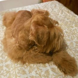 Charlie Clark. - Wheaten male Miniature Schnauzer puppy in Texas from Blue Rose's Schnauzers