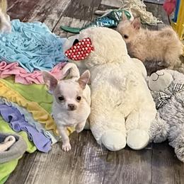 Elsie 7,000 - White female Chihuahua puppy in Summerfield, Florida from Uey’s Chihuahuas
