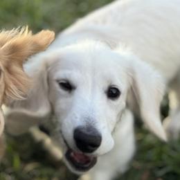 Dachshunds and French Bulldogs from Country Bumpkins