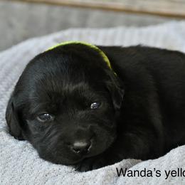 Yellow female - Black female Labrador Retriever puppy in Mississippi from Sure Shot English Labs