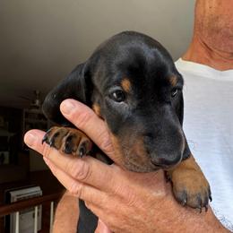 Bluey - Black and tan male Dachshund puppy in Fort Wayne, Indiana from Hot Dog Haven