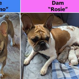 French Bulldog Puppies from BSGM Frenchies