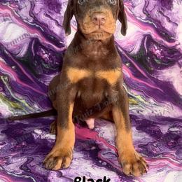 Black Collar - Red and rust male Doberman Pinscher puppy in Louisville, Kentucky from Ruiz Dobermans