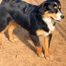 Rain - Black tri-color male Australian Shepherd puppy in Mineral Wells, Texas from A6 Australian Shepards