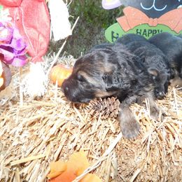 German Shepherd Puppies from Countryside Kennel