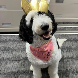 Bernedoodle, Bernese Mountain Dog, and Sheepadoodle All Grown Up from VonDoodles Bernedoodles & Sheepadoodles