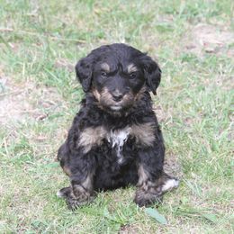 Bernedoodle and Bernese Mountain Dog Puppies from Basin Berners