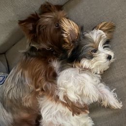 Yorkshire Terriers from Lauren's Yorkshire Terriers