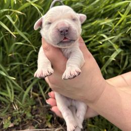 Gray boy - Light golden male Golden Retriever puppy in Pahrump, Nevada from Southern Nevada Goldens