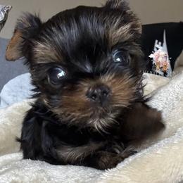 Yorkshire Terrier Puppies from Heaven_sent_toy_yorkies