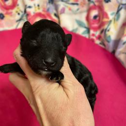 Black Girl - Black female Miniature Schnauzer puppy in Malvern, Arkansas from Deep South Miniature Schnauzers