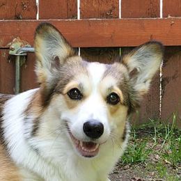 Nimue - Pembroke Welsh Corgi
