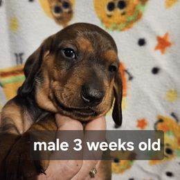 Big Boy 1 - Red male Dachshund puppy in La Pine, Oregon from Lil Deschutes
