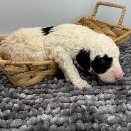 Montgomery - Parti male Poodle puppy in Greeneville, Tennessee from Smokey Mountain Sheepadoodles